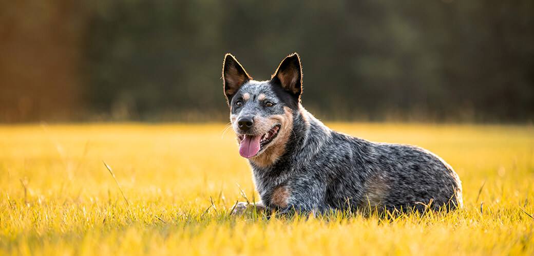 Australian Cattle Dog Blue Heeler laying down in a grassy field at sunset