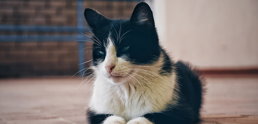 Black-and-white street cat with a strabismus of the eye.