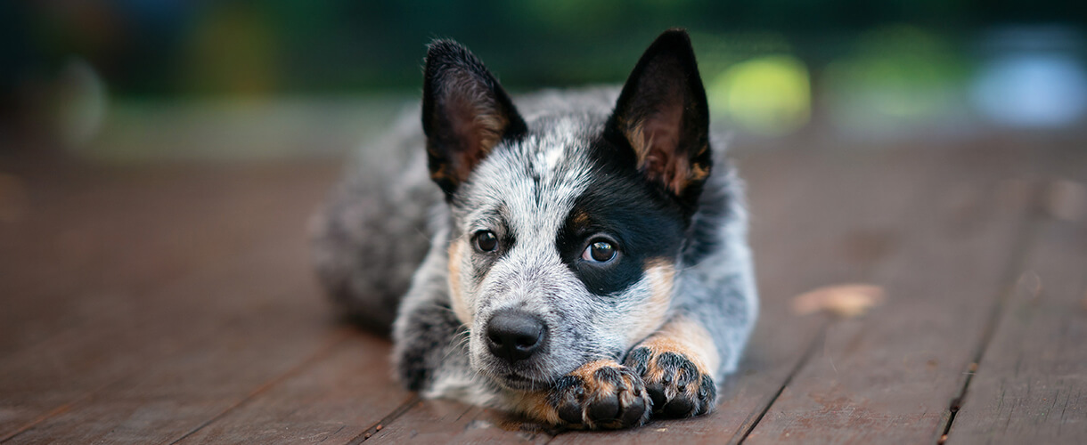 Close portrait puppy of the australian cattle dog