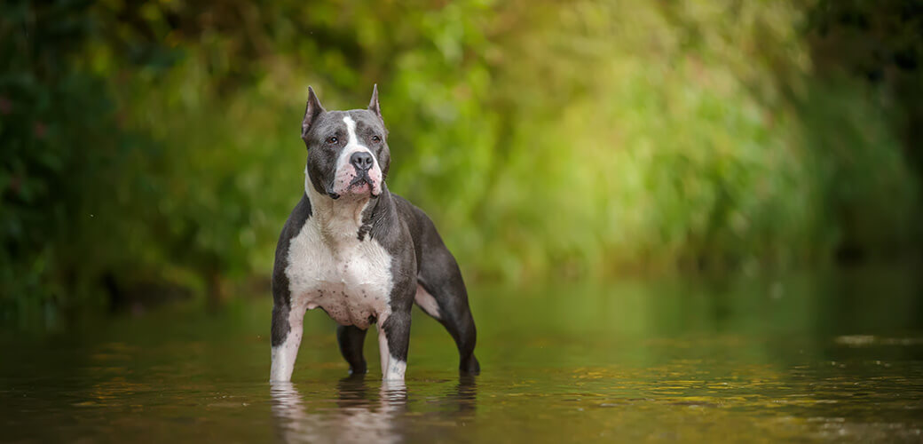 Dog standing in water Blue American staffordshire terrier, amstaff, stafford pit bull big strong gray dog outdoor in summer