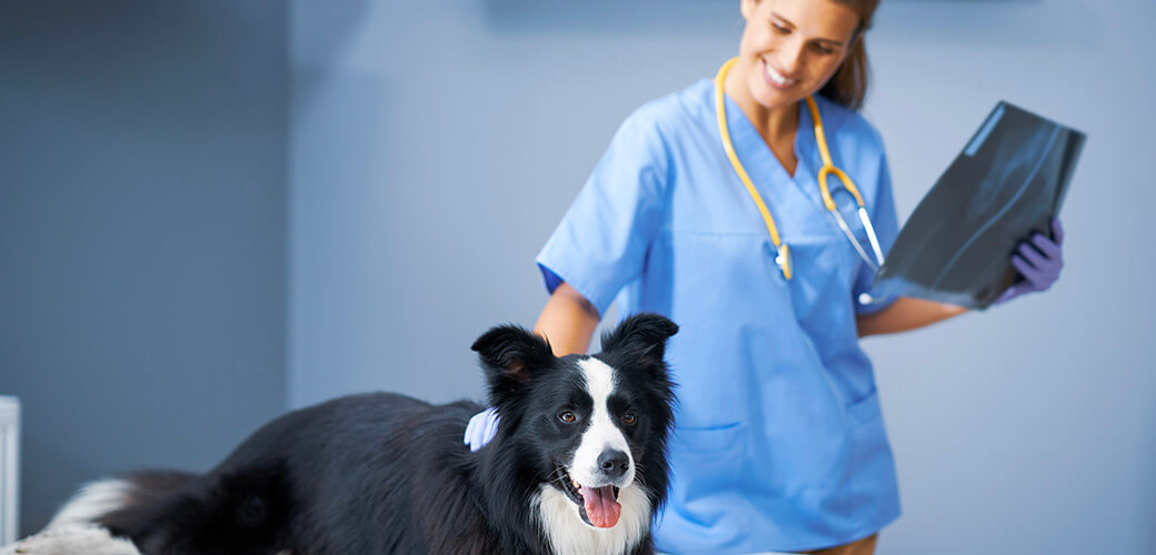 Female vet examining a dog in clinic