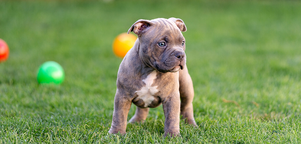 Little american bulli puppy walks on the grass in the park.