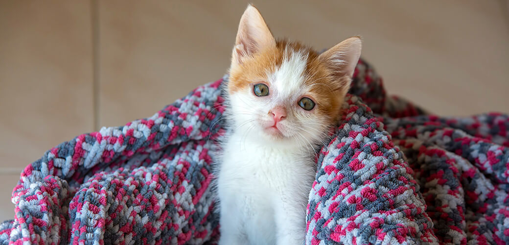 Pet animal; down syndrome kitten cat.
