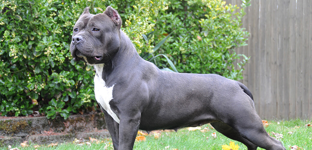 Purebred Canine Dog American Bully Seal Colored Dog Standing on Lawn in Autumn