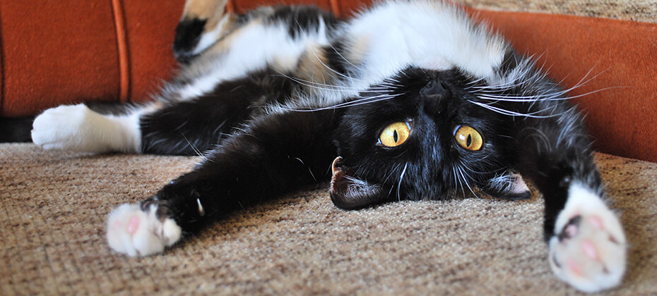 The cat leans upside down on his soft, cozy couch