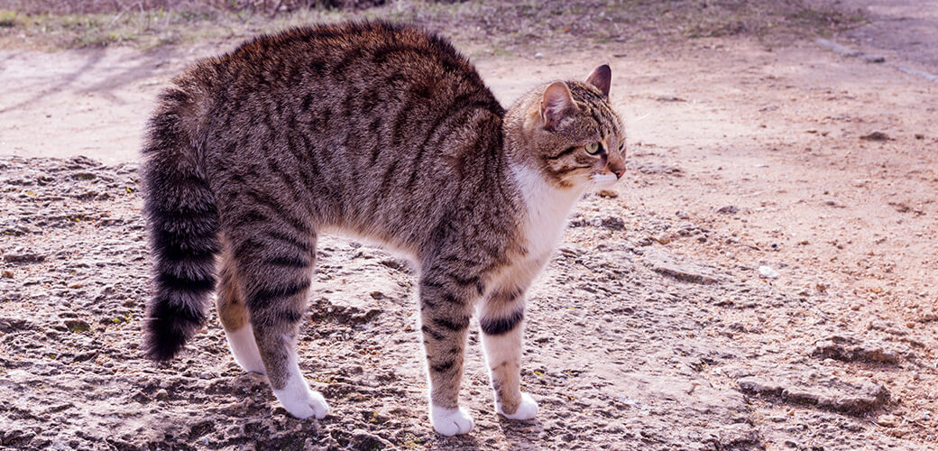 The cat's hair bristled up when it saw the dog.