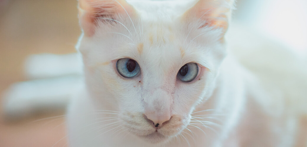 This is a white cat down syndrome. It must be in the home to go out, but it is very lovely.