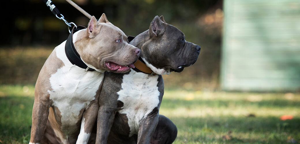Two guard dogs watch and protect. Dangerous dogs on a leash sitting in the grass. American bully breed