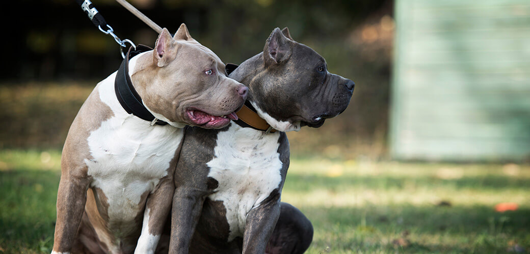 Twee waakhonden waken en beschermen. Gevaarlijke honden aangelijnd zittend in het gras. Amerikaans bullebakras