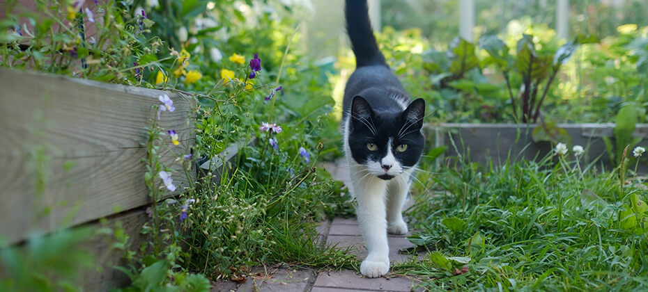 Young white and black cat walking in green summer garden.