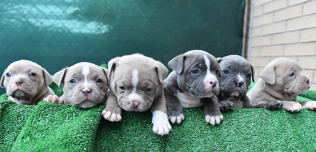 a puppy american bully dog