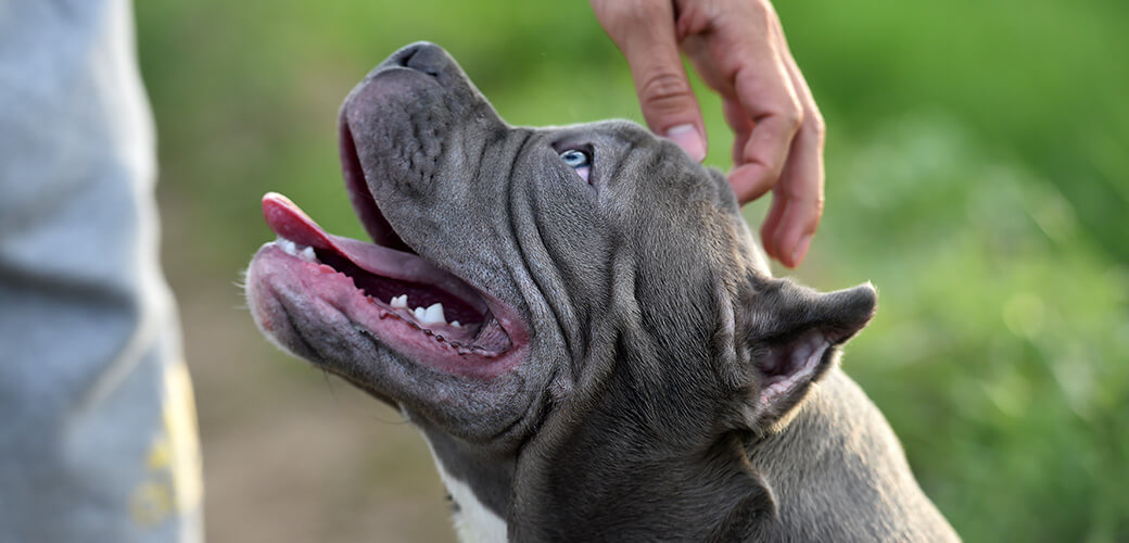 amerikaanse bully hond in het groene veld