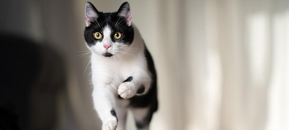 playful black and white cat running indoors at high speed with copy space