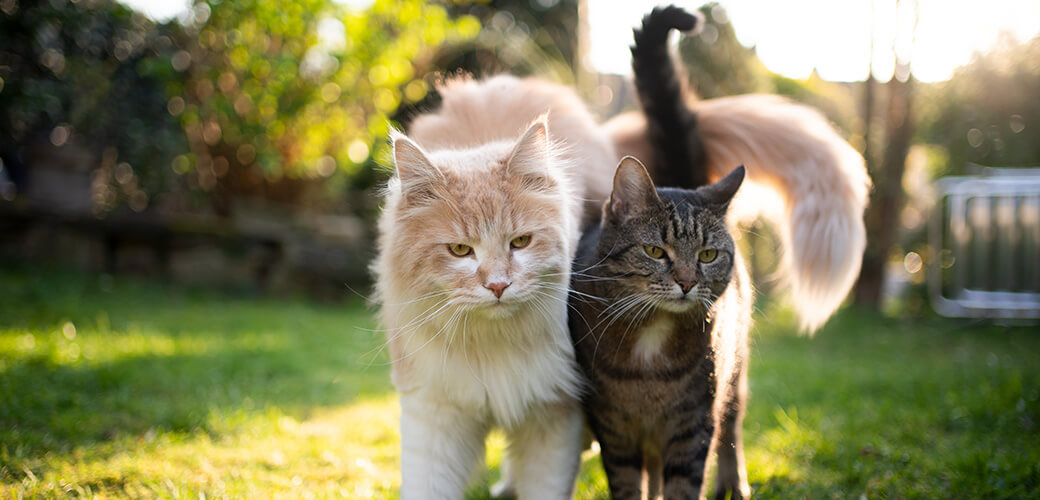 two different cats standing side by side outdoors in the garden