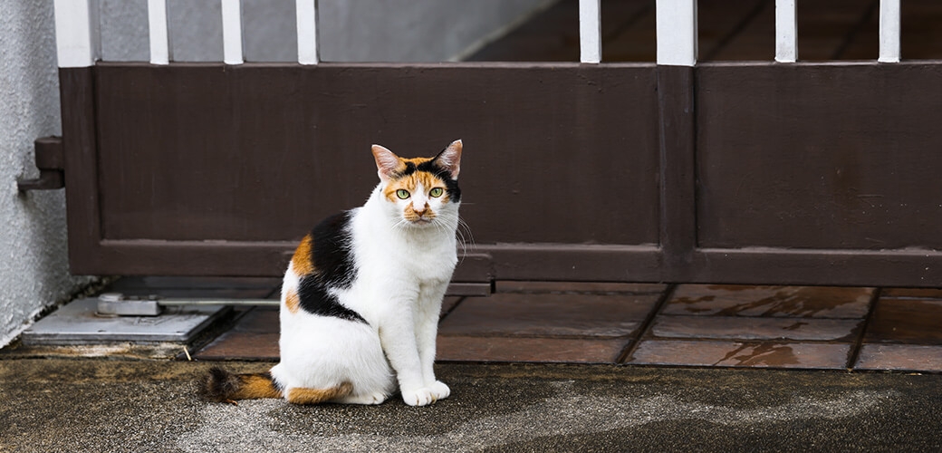A calico cat basks outside the house