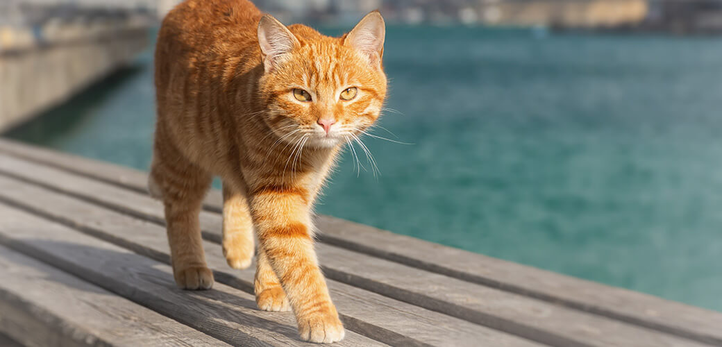 On orange tabby cat walks on a wooden deck, next to the water.