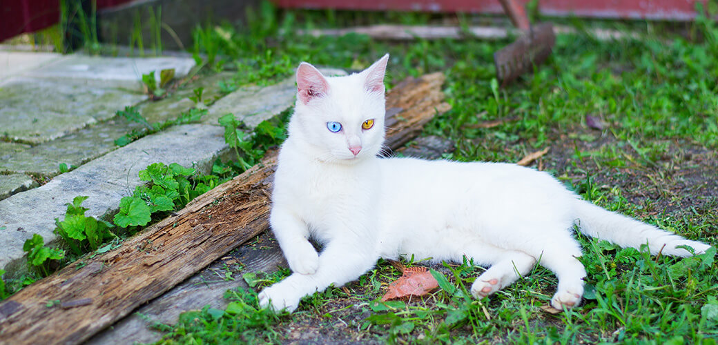 An albino cat with blue and yellow eyes.