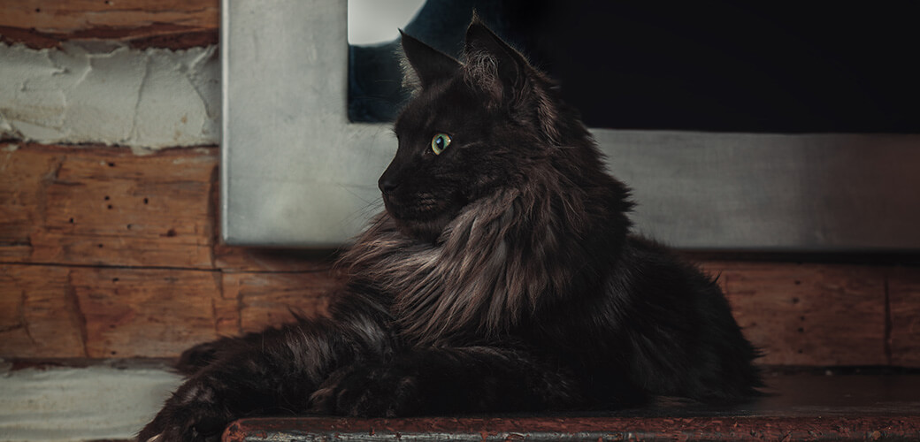 Beautiful black smoke Maine Coon male cat resting on a piece of furniture