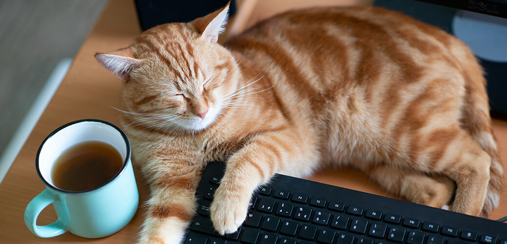 Beautiful young ginger cat well-fed and satisfied sleeps at home working place near keypad and cup of tea. 