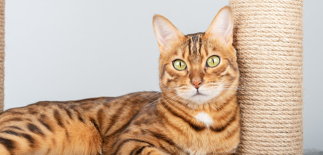 Bengal cat color rosette on gold near the cat pole looks at the camera.