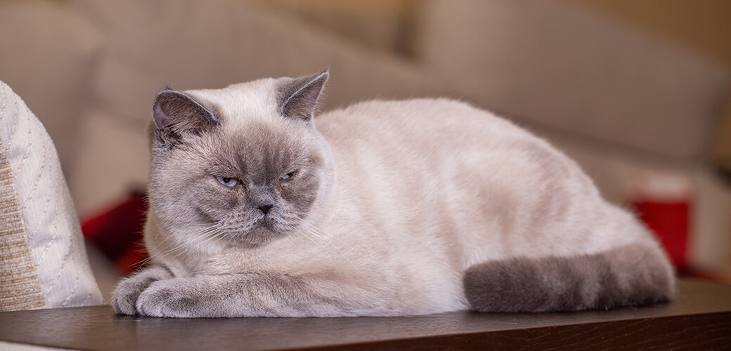 British shorthair colorpoint cat Ludwig lying on the sofa's armrest
