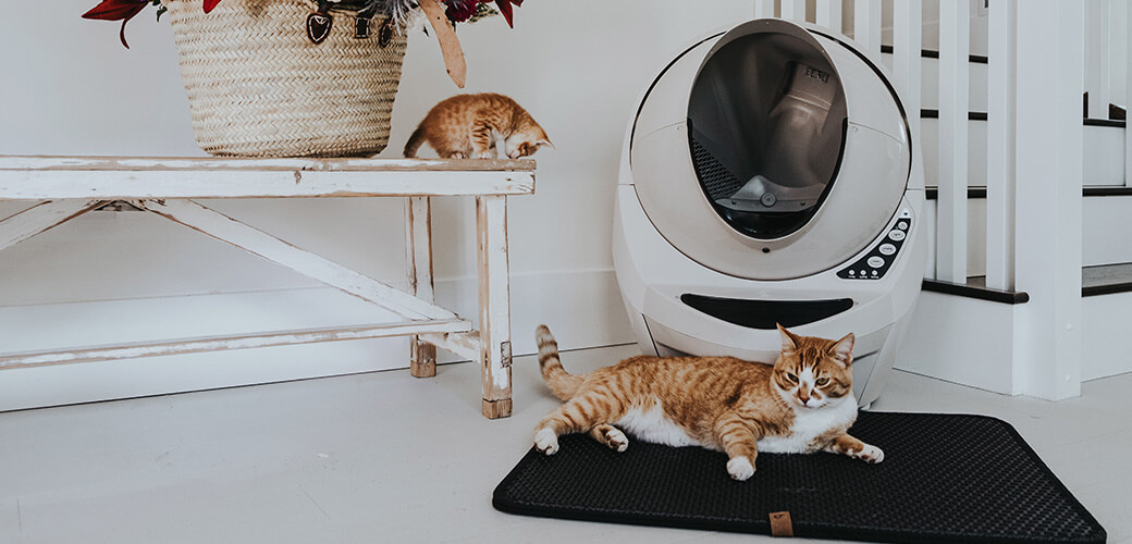 Orange Cats in white home with Beige Litter-Robot.