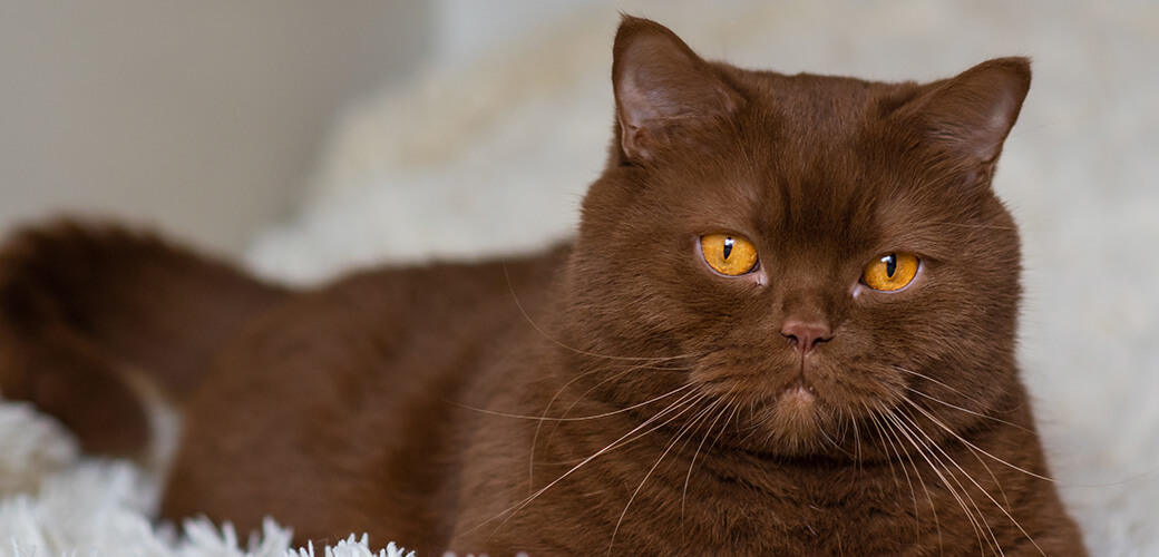 Portrait of big British short hair, brown cat. cinnamon color.