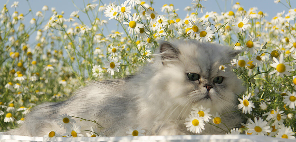 Portrait of lying cat with flowers