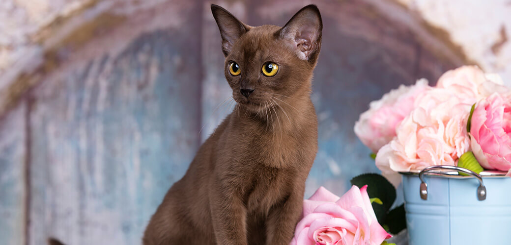 Portrait of playful Burmese European cat about 3 months and pink flowers