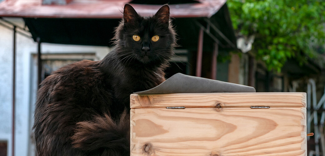 York chocolate cat near a wooden box in the back yard.