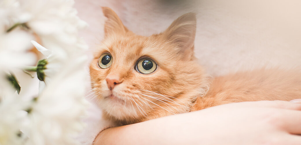 bright and pleasant photo about taking care of a cat and flowers