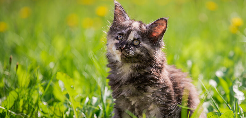 small fluffy playful gray spotted Maine Coon kitten walks on the green grass.