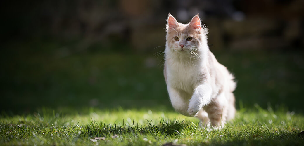 young cream tabby maine coon cat running in the sunlight in the garden